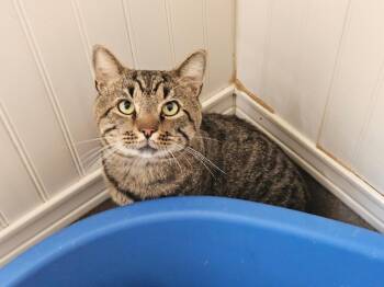 Yoda -  Domestic Short Hair Cat for Adoption in Westbrook, Connecticut - Yoda | PetCurious