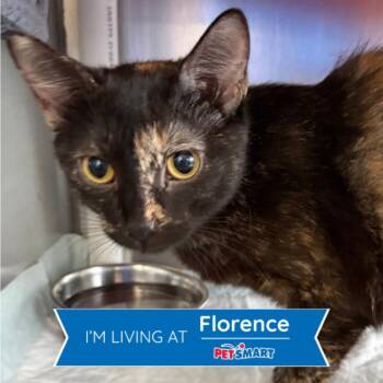 Mochini -  Domestic Short Hair Cat for Adoption in Cincinnati, Ohio - Mochini | PetCurious