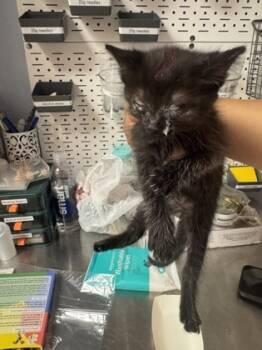 Rescue Domestic Short Hair Cats for Adoption in Chamblee, Georgia - Titaba | PetCurious