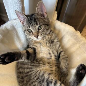 Louisville -  Domestic Short Hair Cat for Adoption in Evanston, Illinois - Louisville | PetCurious