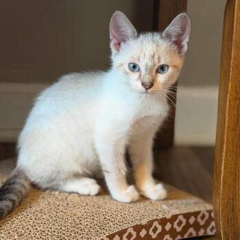 Clorox -  Siamese Cat for Adoption in Jarrettsville, Maryland - Clorox | PetCurious