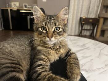 WILLOW -  Tabby Cat for Adoption - WILLOW | PetCurious