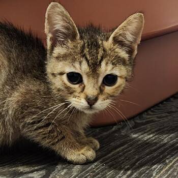 Domestic Short Hair Cats Available for Adoption in Green Bay, Wisconsin - Churro | PetCurious