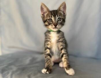 Domestic Short Hair Cats Available for Adoption in Camarillo, California - BILLIE | PetCurious