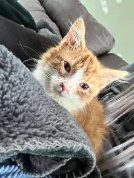 Rescue Domestic Medium Hair Cats for Adoption in East Lansing, Michigan - Kenny | PetCurious