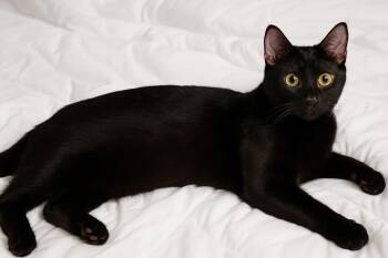 Licorice -  Domestic Short Hair and Applehead Siamese Cat for Adoption in Lakeport, California - Licorice | PetCurious