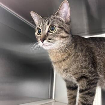 Domestic Short Hair Cats Available for Adoption in Norman, Oklahoma - Andromeda | PetCurious