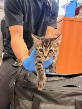 A141368 -  Domestic Medium Hair Cat for Adoption in Burbank, California - A141368 | PetCurious