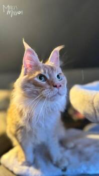 Maine Coon Cats Available for Adoption - Gooseberry | PetCurious