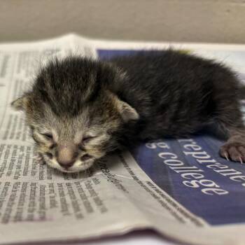 Domestic Short Hair Cats Available for Adoption - Bronx | PetCurious