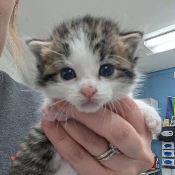 Chess -  Domestic Short Hair Cat for Adoption in Indianapolis, Indiana - Chess | PetCurious