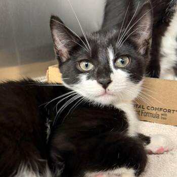 Tim Purry -  Domestic Short Hair Cat for Adoption in Martinsville, Virginia - Tim Purry | PetCurious