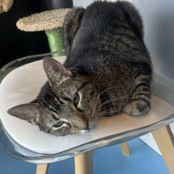 Mallorie -  Domestic Short Hair Cat for Adoption in Liverpool, Texas - Mallorie | PetCurious