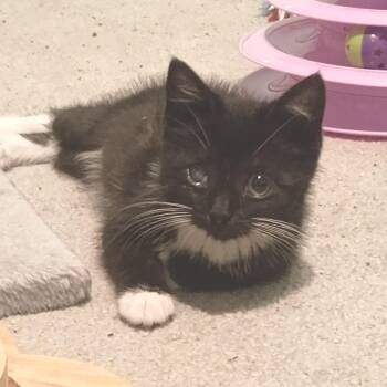 Rosalina -  Domestic Short Hair Cat for Adoption in Dearborn, Michigan - Rosalina | PetCurious