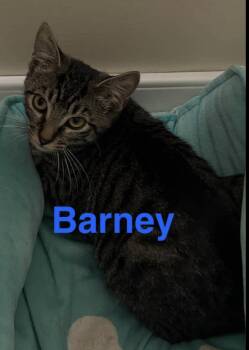 Barney - The "B" Kittens -  Domestic Short Hair Cat for Adoption in Yardley, Pennsylvania - Barney - The "B" Kittens | PetCurious