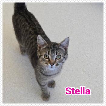 Domestic Short Hair Cats Available for Adoption in North Saint Paul, Minnesota - Stella | PetCurious