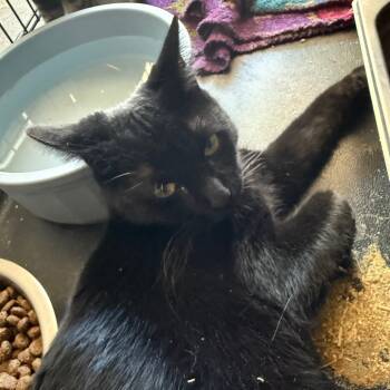 Rescue Domestic Short Hair Cats for Adoption in Yucaipa, California - Gavin | PetCurious