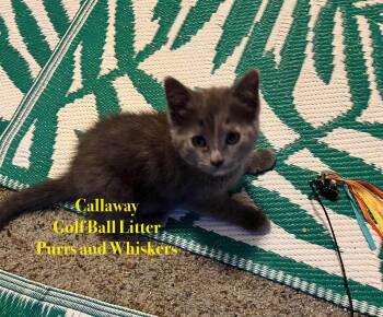Domestic Short Hair Cats Available for Adoption in New Hartford, New York - Calloway | PetCurious
