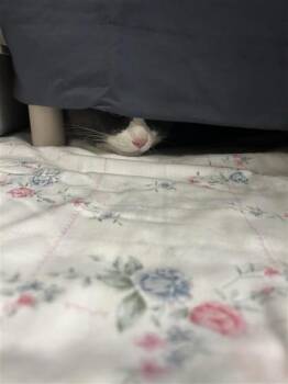 Minou -  Domestic Short Hair Cat for Adoption in Montreal, Quebec - Minou | PetCurious