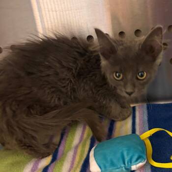 Jenny -  Domestic Long Hair Cat for Adoption in Bend, Oregon - Jenny | PetCurious
