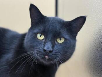 Mario -  Domestic Short Hair Cat for Adoption in Portland, Oregon - Mario | PetCurious