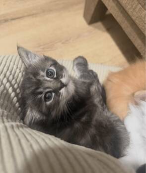 Latte -  Domestic Medium Hair and Maine Coon Cat Available for Adoption in San Diego, California - Latte | PetCurious