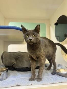 Wraith -  Domestic Short Hair Cat for Adoption in Vero Beach, Florida - Wraith | PetCurious