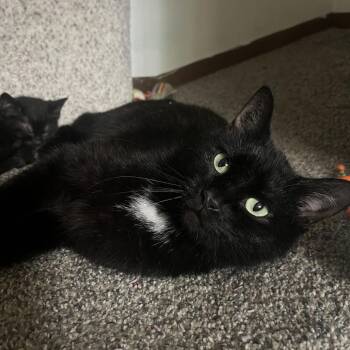 Snowbell -  Domestic Short Hair Cat for Adoption in Medina, Ohio - Snowbell | PetCurious