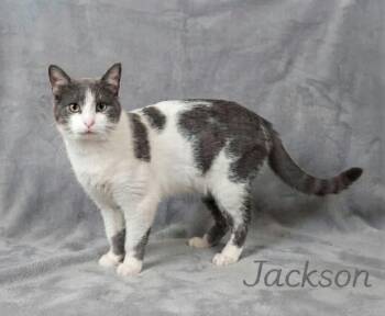 Jackson -  Domestic Short Hair Cat for Adoption in Wyandotte, Michigan - Jackson | PetCurious