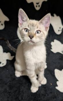 Basan -  Domestic Short Hair Cat for Adoption in Millcreek, Utah - Basan | PetCurious