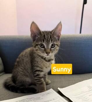 Sunny -  Tabby and Domestic Short Hair Cat for Adoption in Yardley, Pennsylvania - Sunny | PetCurious