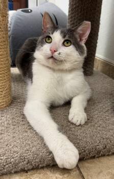 Rescue Domestic Short Hair Cats for Adoption in Kearneysville, West Virginia - Greyson | PetCurious