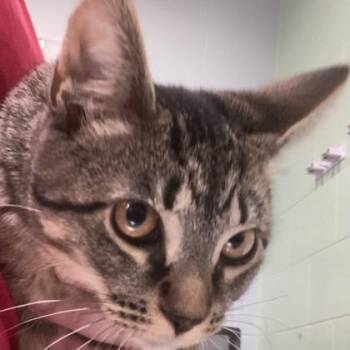 Newt -  Domestic Short Hair Cat for Adoption in Cincinnati, Ohio - Newt | PetCurious