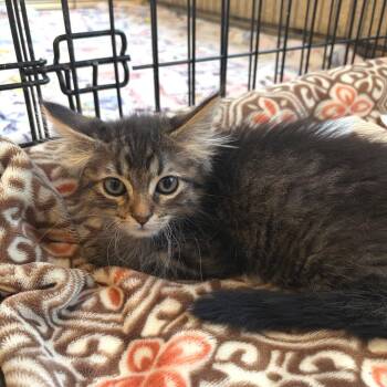 Houdini -  Domestic Short Hair Cat for Adoption in Riverwoods, Illinois - Houdini | PetCurious