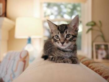 Charm (bonded w/ Hex) -  Domestic Short Hair and Tabby Cat for Adoption in San Jose, California - Charm (bonded W/ Hex) | PetCurious