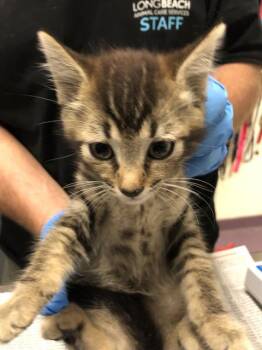 Rescue Domestic Short Hair Cats for Adoption in Long Beach, California - DRAGON FRUIT | PetCurious