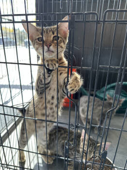 Rescue Domestic Short Hair Cats for Adoption in Lafayette, Colorado - Caesar | PetCurious