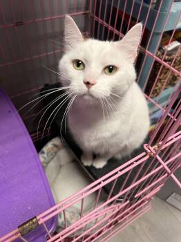 Calico and Domestic Short Hair Cats Available for Adoption - Lucy | PetCurious