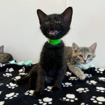 Galaxy -  Domestic Short Hair Cat for Adoption in Fort Wayne, Indiana - Galaxy | PetCurious