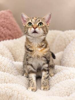 Mira -  Domestic Short Hair Cat for Adoption in Fulton, New York - Mira | PetCurious