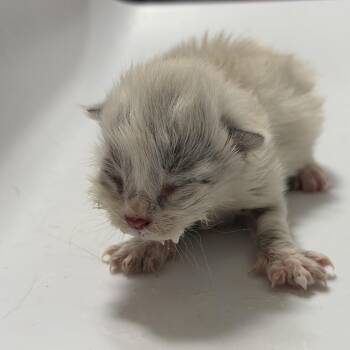 Kale -  Domestic Medium Hair Cat for Adoption in Kenai, Alaska - Kale | PetCurious