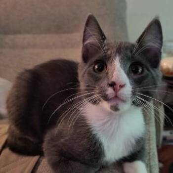 Claude -  Tuxedo Cat for Adoption in Oswego, New York - Claude | PetCurious