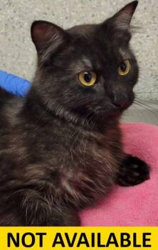 Lydia -  Domestic Long Hair and Domestic Short Hair Cat for Adoption in Eugene, Oregon - Lydia | PetCurious