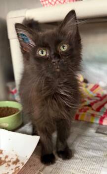 Skellie -  Domestic Long Hair Cat for Adoption in Cincinnati, Ohio - Skellie | PetCurious