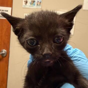 Domestic Short Hair Cats Available for Adoption in Yuma, Arizona - Wrenchy | PetCurious