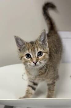 Domestic Short Hair Cats Available for Adoption in Bemidji, Minnesota - Grace | PetCurious