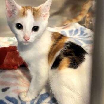 Taco -  Domestic Short Hair Cat Available for Adoption in Belleville, Illinois - Taco | PetCurious