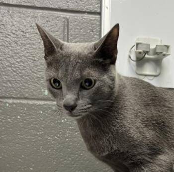 Domestic Short Hair Cats Available for Adoption in Fort Worth, Texas - Bleau | PetCurious