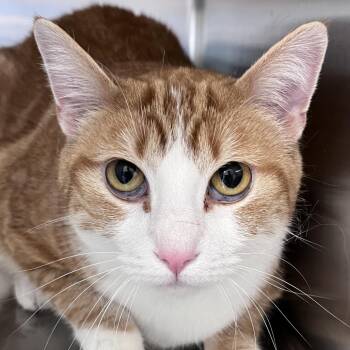 Domestic Short Hair Cats Available for Adoption - Goldie Oaks | PetCurious