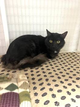 Domestic Medium Hair Cats Available for Adoption in Brookings, Oregon - Bud | PetCurious